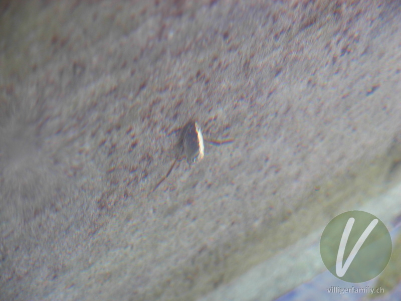 Schwimmwanze (Ilyocoris cimicoides): Übersicht